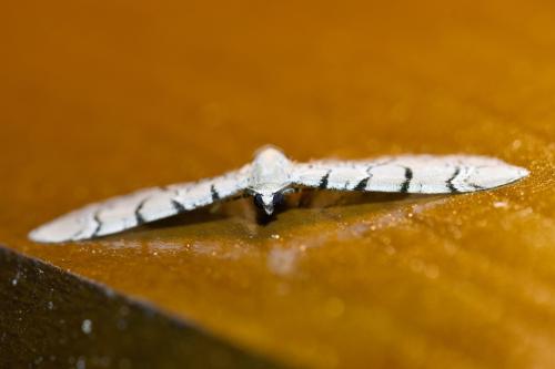 Réf. 336 185 : Eupithecia venosata